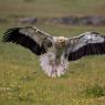 Capovaccaio - Egyptian vulture (Neophron percnopterus)