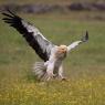 Capovaccaio - Egyptian vulture (Neophron percnopterus)