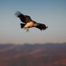 Grifone - Griffon vulture (Gyps fulvus)