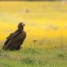 Avvoltoio monaco - Cinereous vulture (Aegypius monachus)