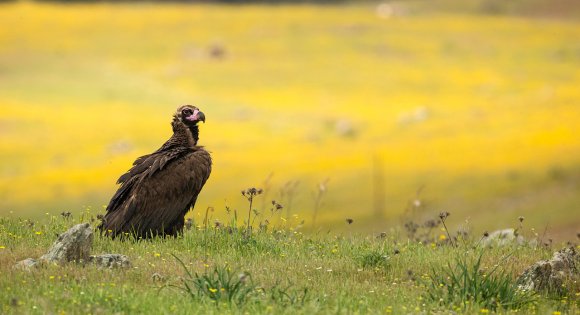 Avvoltoio monaco - Cinereous vulture (Aegypius monachus)