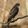 Sparviere - Eurasian sparrowhawk (Accipiter nisus)