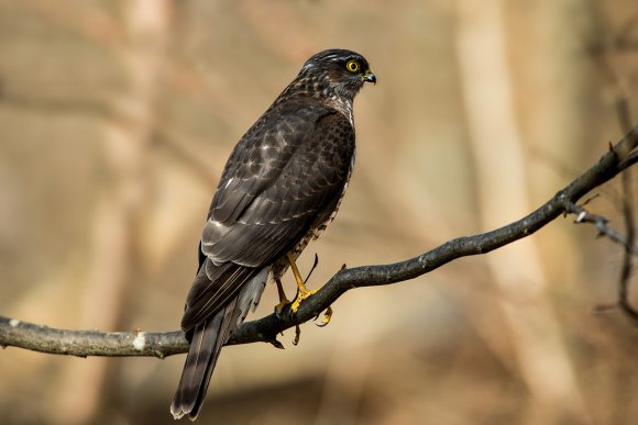 Sparviere - Eurasian sparrowhawk (Accipiter nisus)