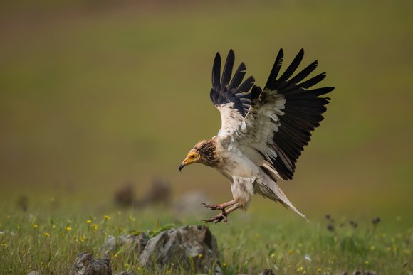 Capovaccaio - Egyptian vulture (Neophron percnopterus)