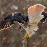 Poiana codarossa - Red tailed hawk (Buteo jamaicensis)