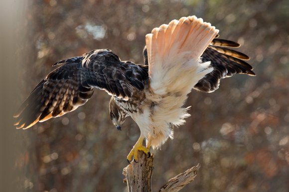 Poiana codarossa - Red tailed hawk (Buteo jamaicensis)