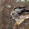 Poiana codarossa - Red tailed hawk (Buteo jamaicensis)