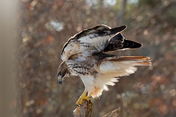 Poiana codarossa - Red tailed hawk (Buteo jamaicensis)