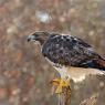 Poiana codarossa - Red tailed hawk (Buteo jamaicensis)