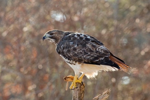 Poiana codarossa - Red tailed hawk (Buteo jamaicensis)