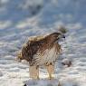 Poiana codarossa - Red tailed hawk (Buteo jamaicensis)