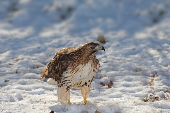 Poiana codarossa - Red tailed hawk (Buteo jamaicensis)