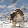 Poiana codarossa - Red tailed hawk (Buteo jamaicensis)