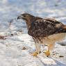 Poiana codarossa - Red tailed hawk (Buteo jamaicensis)