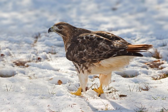 Poiana codarossa - Red tailed hawk (Buteo jamaicensis)