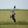 Albanella minore - Montagu's Harrier (Circus pygargus)