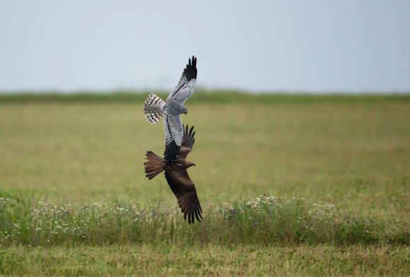 Albanella minore - Montagu's Harrier (Circus pygargus)