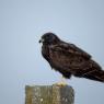 Albanella minore - Montagu's harrier (Circus pygargus)