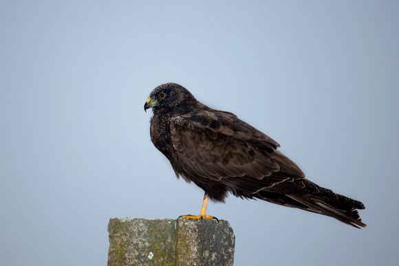 Albanella minore - Montagu's harrier (Circus pygargus)