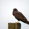 Albanella minore - Montagu's Harrier (Circus pygargus)