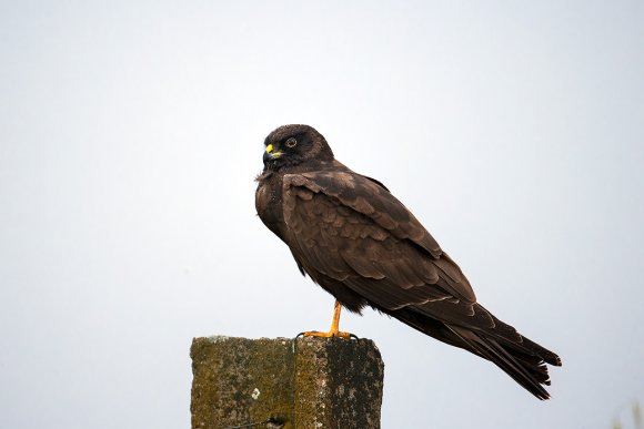 Albanella minore - Montagu's Harrier (Circus pygargus)