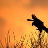 Albanella Reale - Hen Harrier (Circus cyaneus)