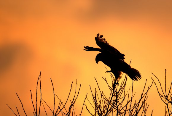 Albanella Reale - Hen Harrier (Circus cyaneus)