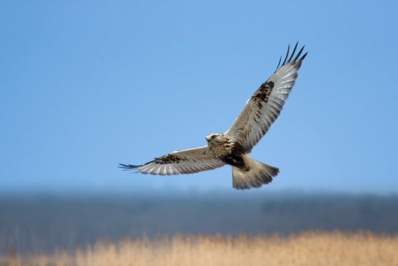 Poiana calzata - Rough-legged hawk (Buteo lagopus)