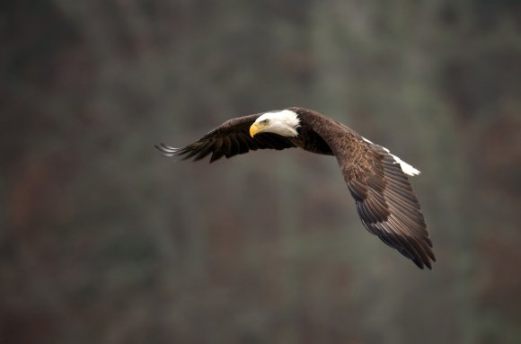 Aquila testa bianca - Bald eagle (Haliaeetus leucocephalus)