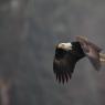 Aquila testa bianca - Bald eagle (Haliaeetus leucocephalus)