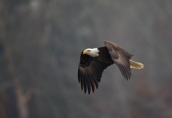 Aquila testa bianca - Bald eagle (Haliaeetus leucocephalus)