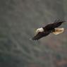 Aquila testa bianca - Bald eagle (Haliaeetus leucocephalus)