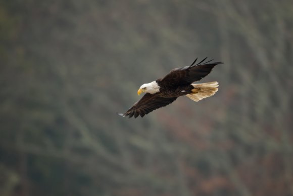 Aquila testa bianca - Bald eagle (Haliaeetus leucocephalus)