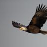 Aquila testa bianca - Bald eagle (Haliaeetus leucocephalus)