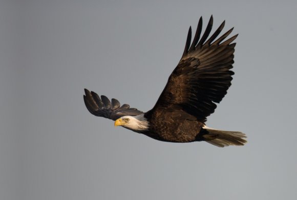 Aquila testa bianca - Bald eagle (Haliaeetus leucocephalus)