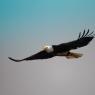 Aquila testa bianca - Bald eagle (Haliaeetus leucocephalus)