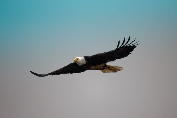 Aquila testa bianca - Bald eagle (Haliaeetus leucocephalus)