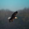 Aquila testa bianca - Bald eagle (Haliaeetus leucocephalus)