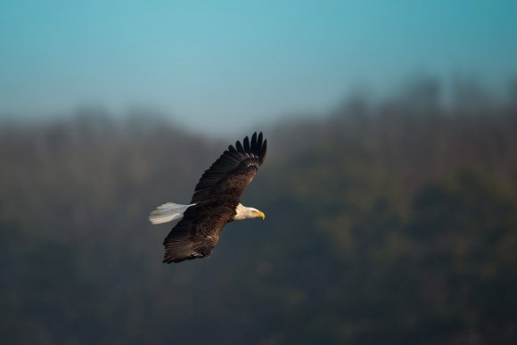 Aquila testa bianca - Bald eagle (Haliaeetus leucocephalus)