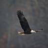 Aquila testa bianca - Bald eagle (Haliaeetus leucocephalus)