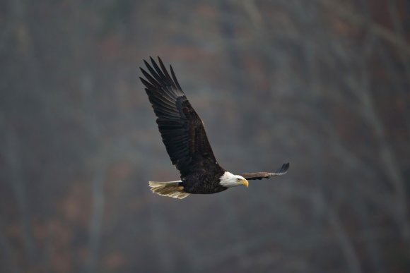 Aquila testa bianca - Bald eagle (Haliaeetus leucocephalus)