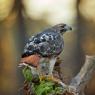 Poiana codarossa - Red tailed hawk (Buteo jamaicensis)