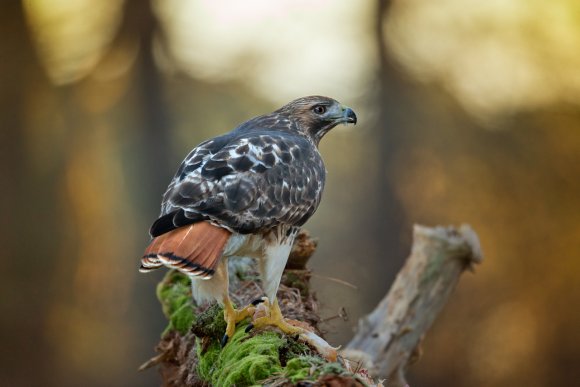 Poiana codarossa - Red tailed hawk (Buteo jamaicensis)