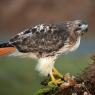 Poiana coda rossa - Red Tailed Hawk (Buteo Jamaicensis)