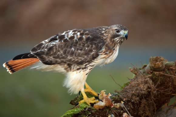 Poiana coda rossa - Red Tailed Hawk (Buteo Jamaicensis)