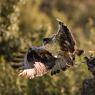 Aquila del Bonelli - Bonelli's Eagle (Aquila fasciata)