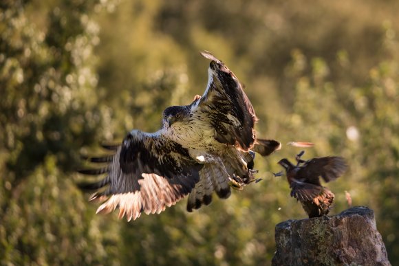 Aquila del Bonelli - Bonelli's Eagle (Aquila fasciata)