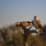 Aquila del Bonelli - Bonelli's Eagle (Aquila fasciata)