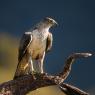 Aquila del Bonelli - Bonelli's Eagle (Aquila fasciata)