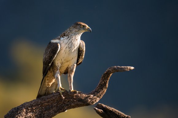 Aquila del Bonelli - Bonelli's Eagle (Aquila fasciata)